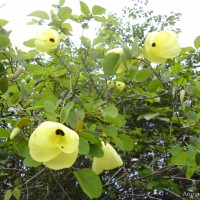 Bauhinia tomentosa L.